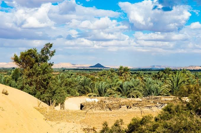 Palm groves at Bahariya Oasis